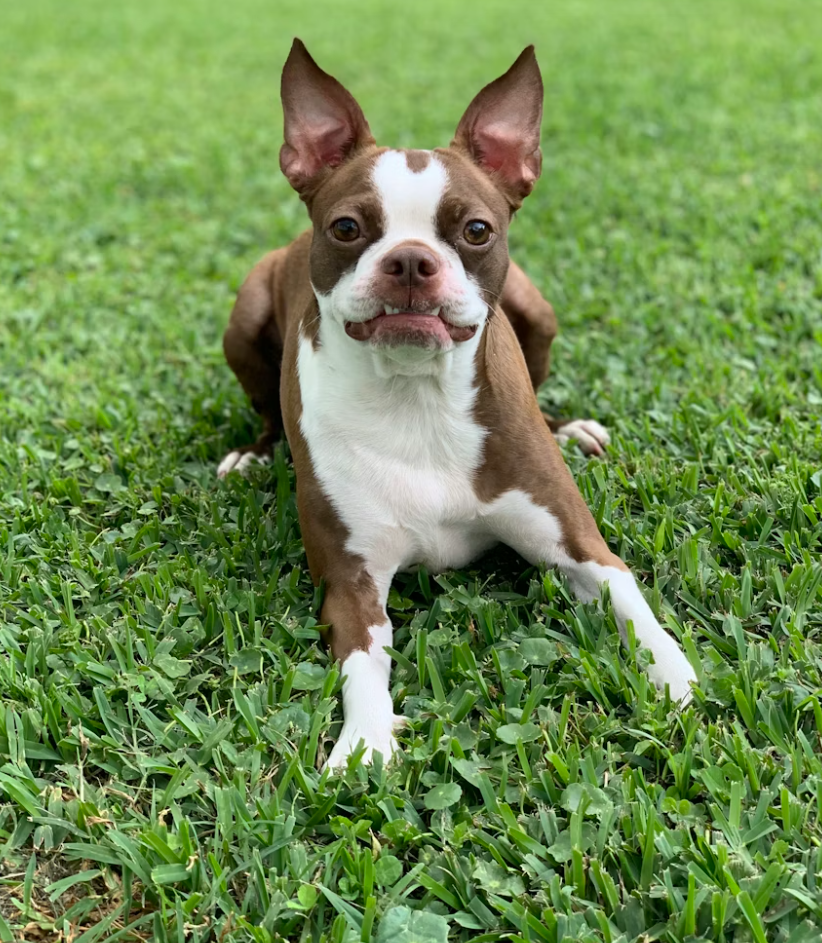 A brown and white colored Boston Terrier laying down outside in a patch of grass during the day.